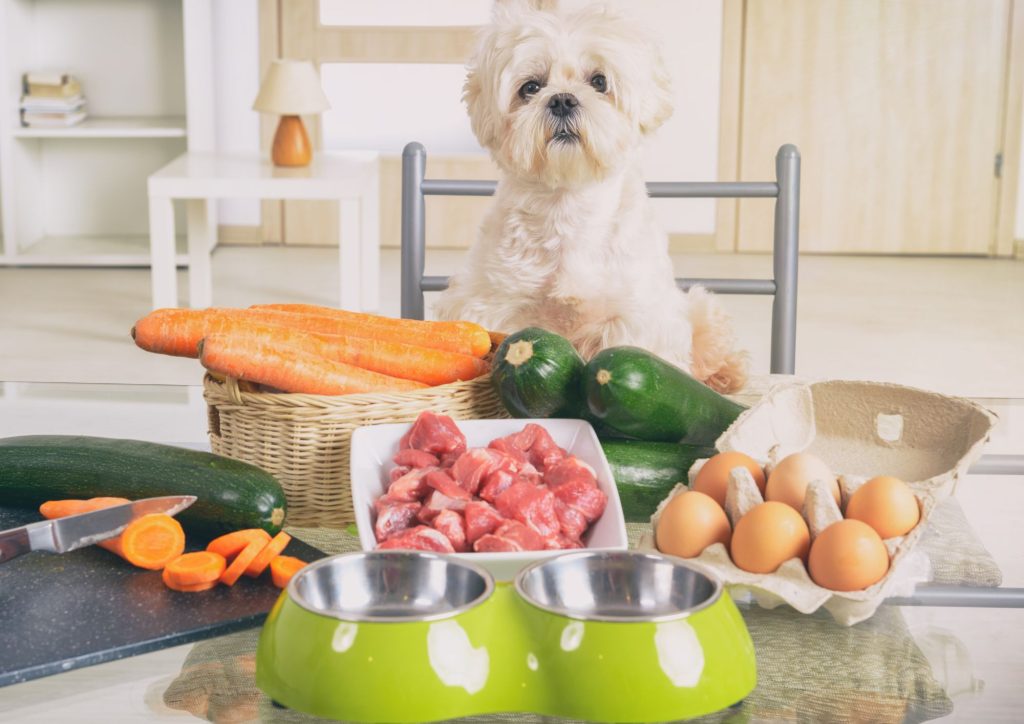 Dieta y piel: cómo se relaciona la alimentación con la salud dermatológica en perros