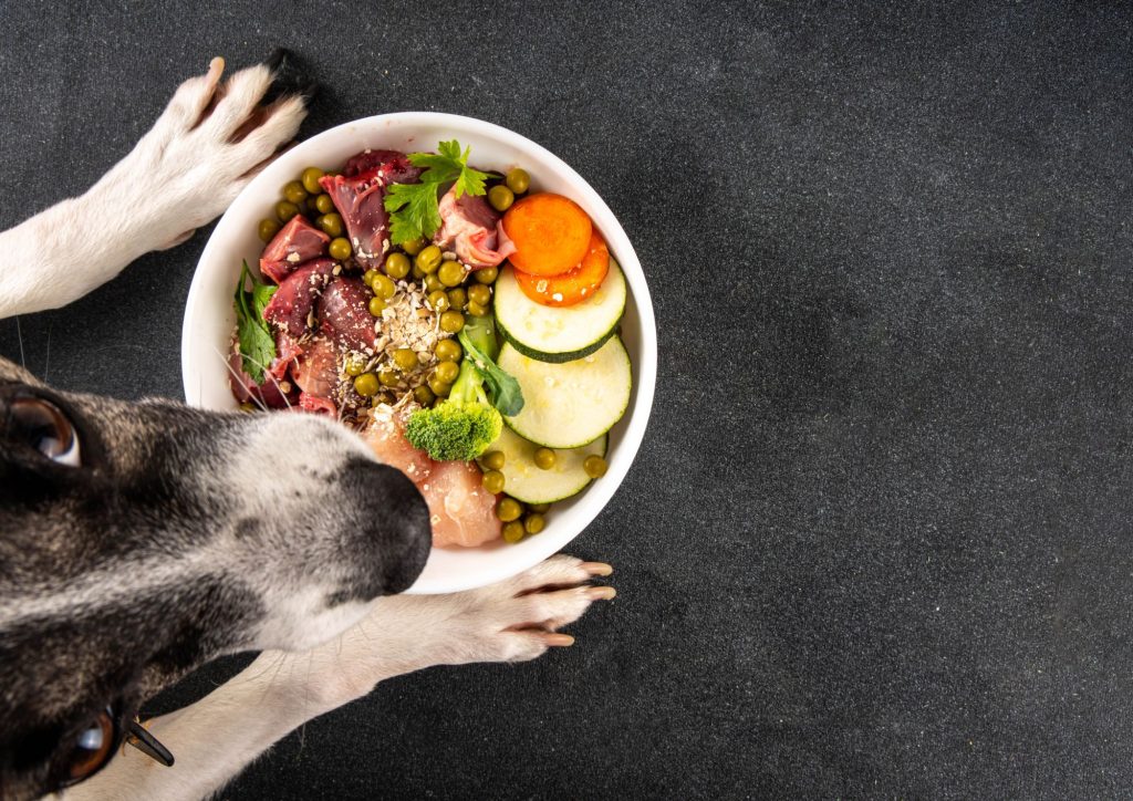 El poder de una buena alimentación: cómo mejorar la salud de tu perro con una dieta saludable y natural
