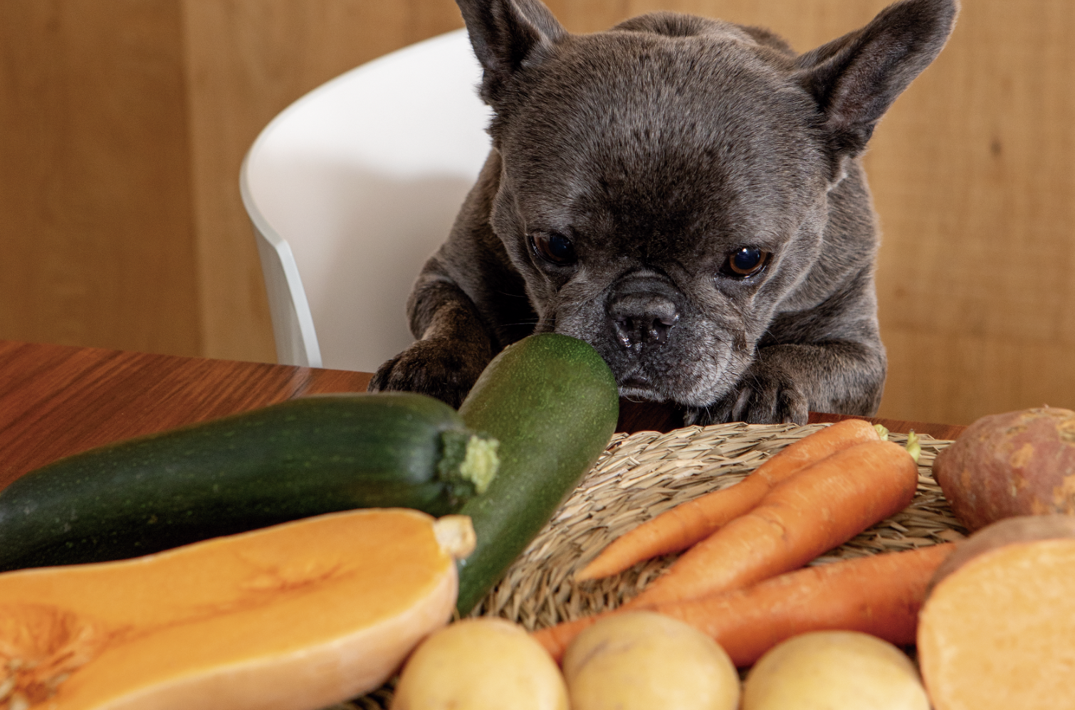 Ventajas reales de la comida casera frente a ultraprocesados para perros