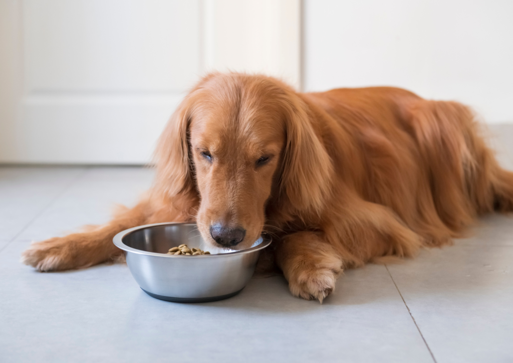 Ventajas reales de la comida casera frente a ultraprocesados para perros