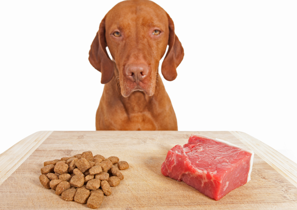 Problemas digestivos comunes en perros y cómo la dieta puede marcar la diferencia