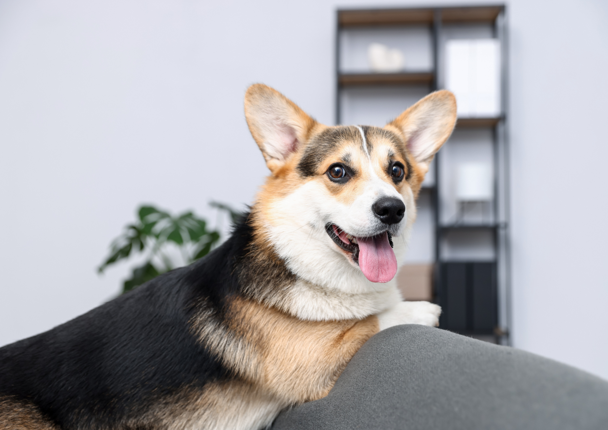 Comida natural para perros con alergias: cómo aliviar los síntomas desde la alimentación